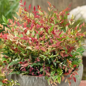 NANDINA