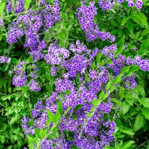 DURANTA ERECTA (DURANTA DRESSE)