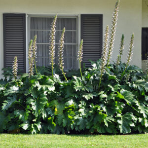 ACANTHUS MOLLIS