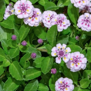 LIPPIA NODIFLORA