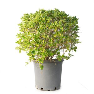 COPROSMA REPENS (TOPIAIRE)