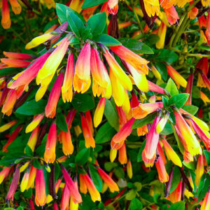 JUSTICIA PAUCIFLORA