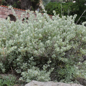 ATRIPLEX HALIMUS