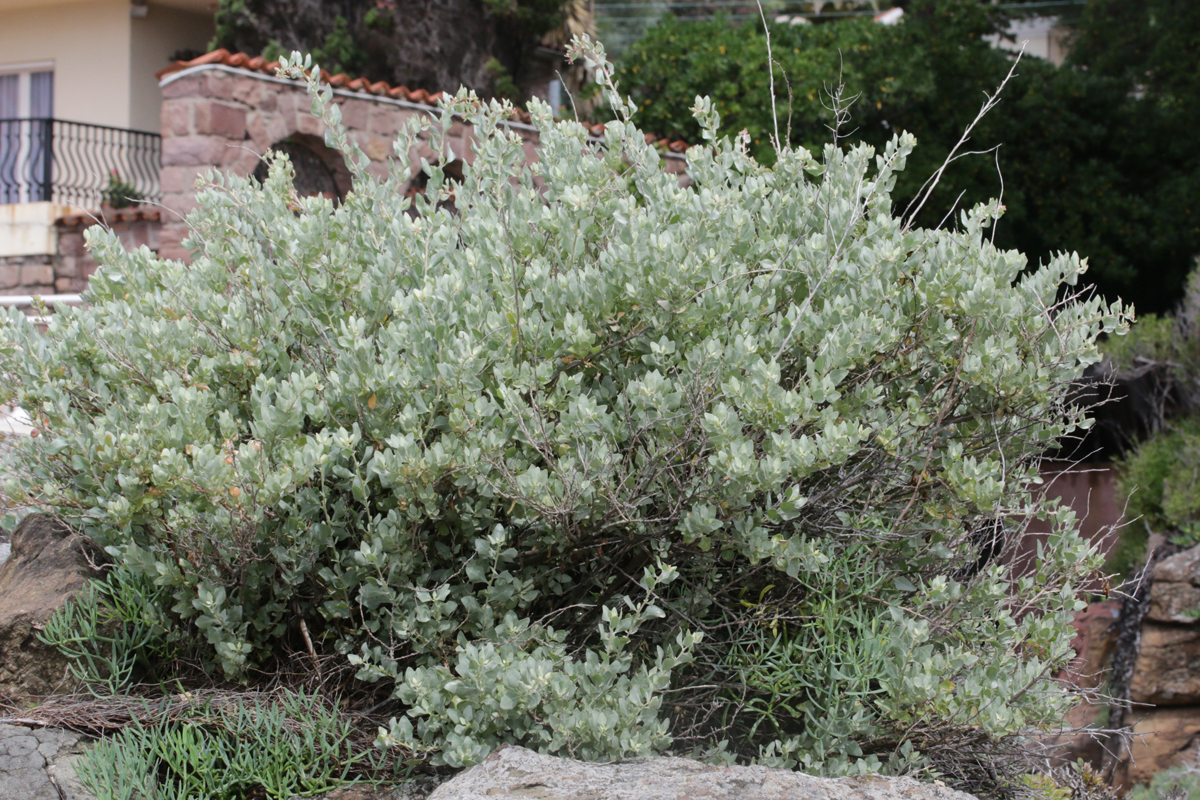 ATRIPLEX HALIMUS