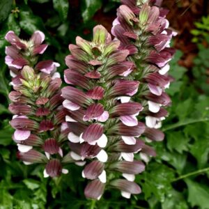 ACANTHUS MOLLIS (ACANTHE A FEUILLES MOLLES)