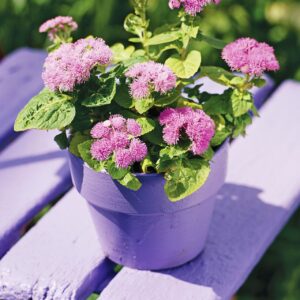AGERATUM