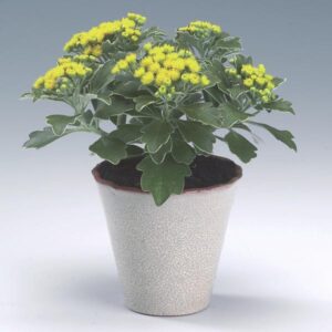 AJANIA PACIFICA (CHRYSANTHEME MIMOSA)