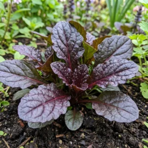 AJUGA (BUGLE)