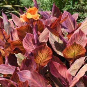 ACALYPHA MOSAICA