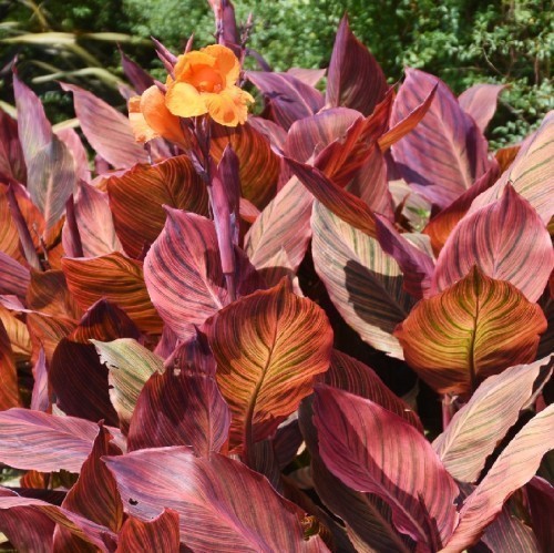 ACALYPHA MOSAICA