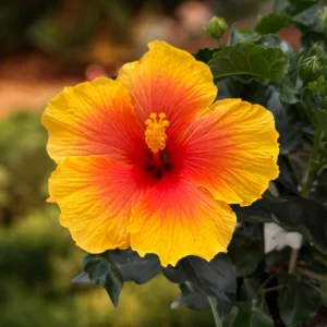 HIBISCUS ROSA-SINENSIS FLEUR SIMPLE