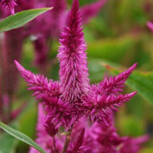 CELOSIA