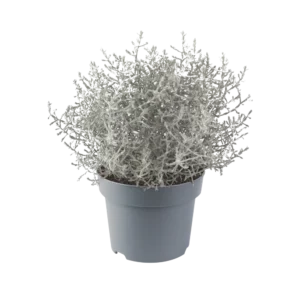 CALOCEPHALUS BROWNII