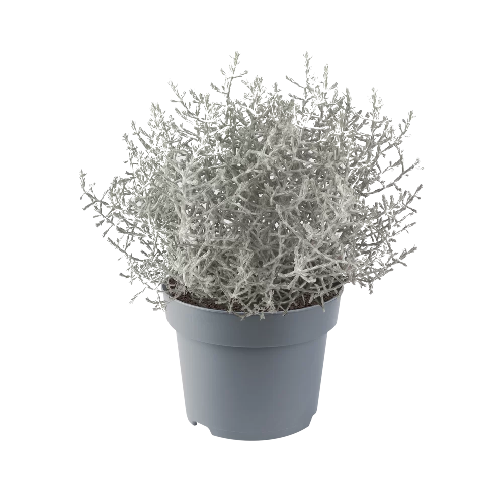 CALOCEPHALUS BROWNII