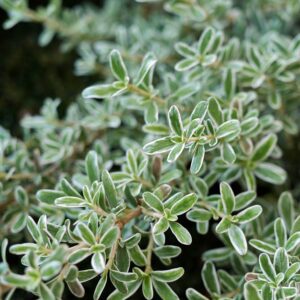 COPROSMA VARIEGATA