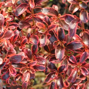 COPROSMA (ROUGE)