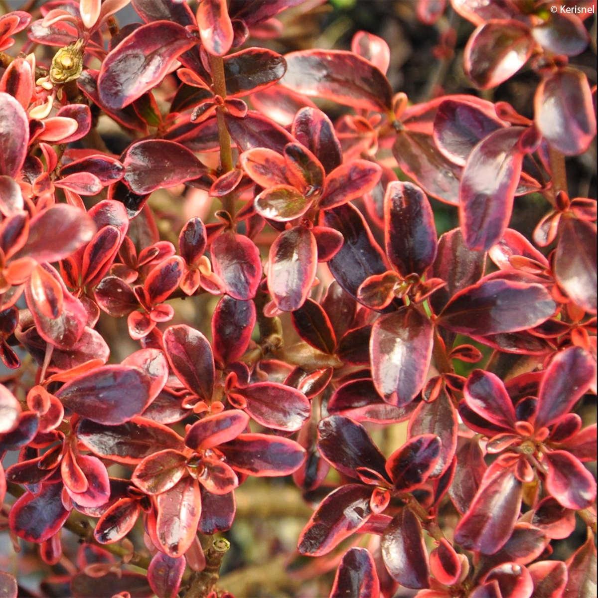 COPROSMA (ROUGE)