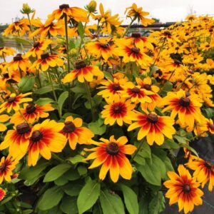 RUDBECKIA HIRTA