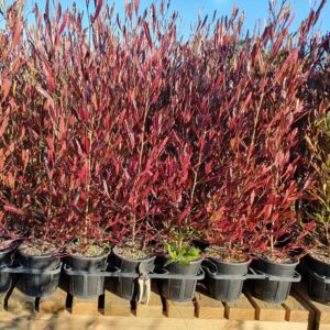 DODONAEA VISCOSA PURPUREA