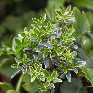 EUONYMUS JAPONICUS VARIEGATUS NAIN