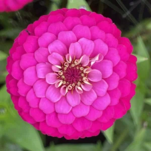 ZINNIA