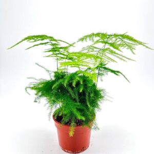 ASPARAGUS PLUMOSUS