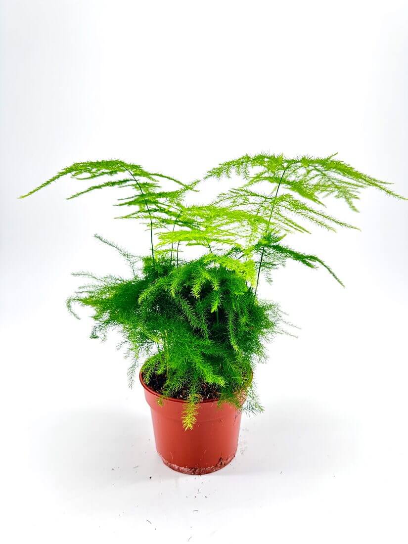 ASPARAGUS PLUMOSUS