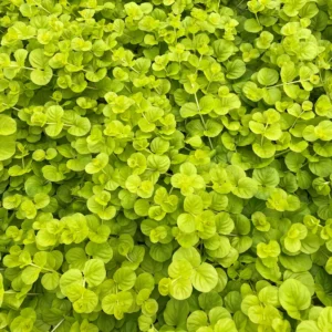 LYSIMACHIA