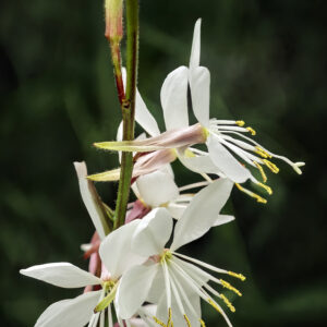 GAURA