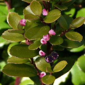 MYRSINE AFRICANA