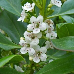 MYOPORUM LAETUM
