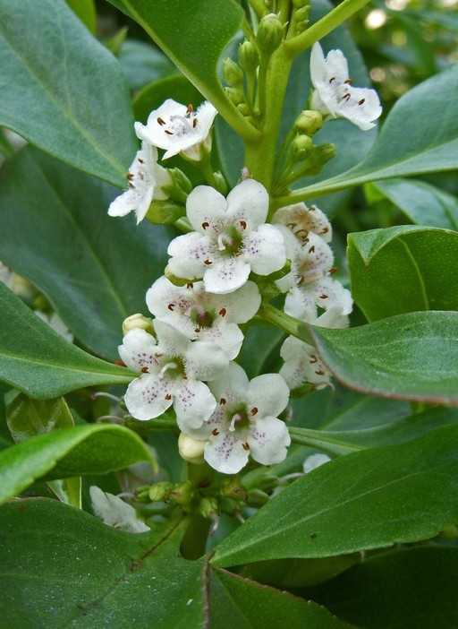 MYOPORUM LAETUM