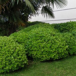 PITTOSPORUM TOBIRA BOULE