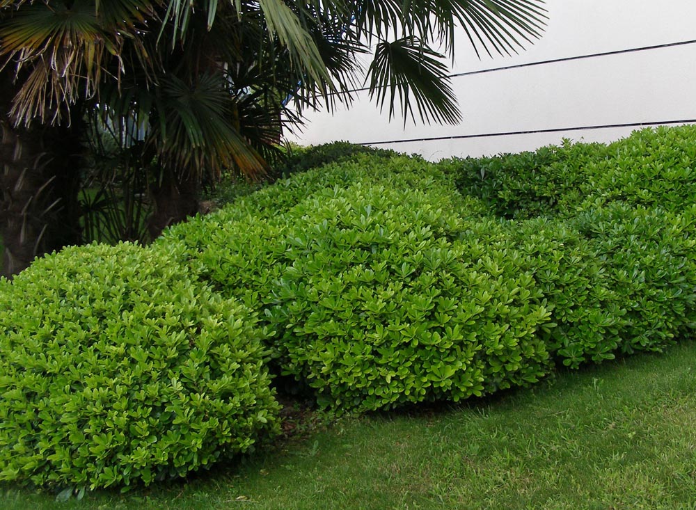 PITTOSPORUM TOBIRA BOULE