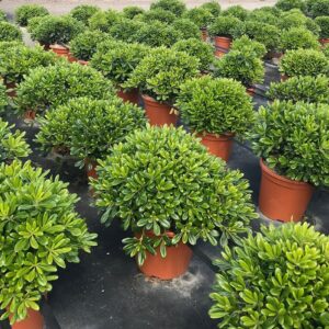PITTOSPORUM TOBIRA NANA