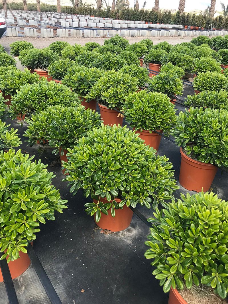 PITTOSPORUM TOBIRA NANA