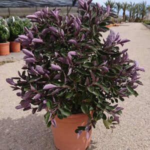 VITEX TRIFOLIA (GATTILIER TRIFOLIE) BOULE