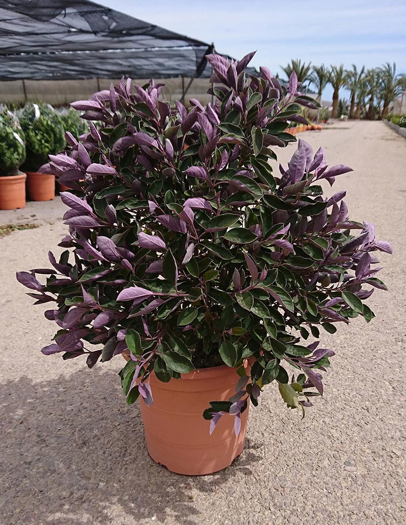 VITEX TRIFOLIA (GATTILIER TRIFOLIE) BOULE