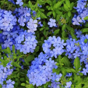 PLUMBAGO CAPENSIS