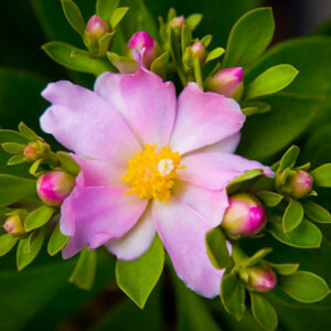 PERESKIA GRANDIFLORA