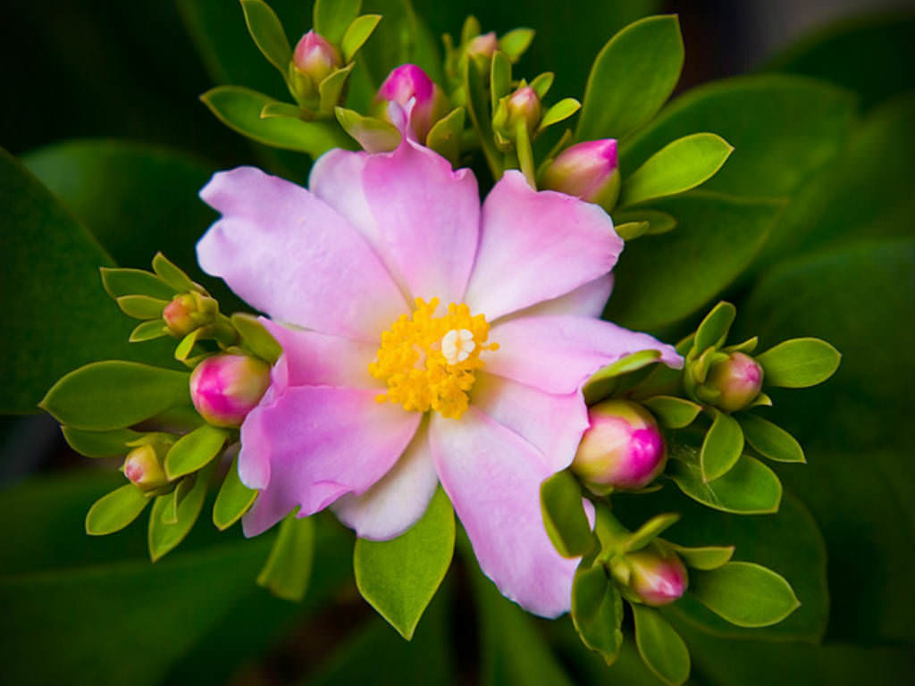 PERESKIA GRANDIFLORA