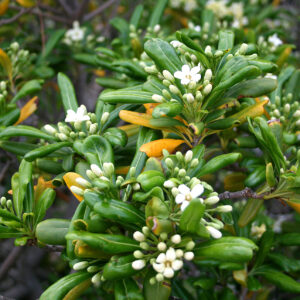 PITTOSPORUM TOBIRA