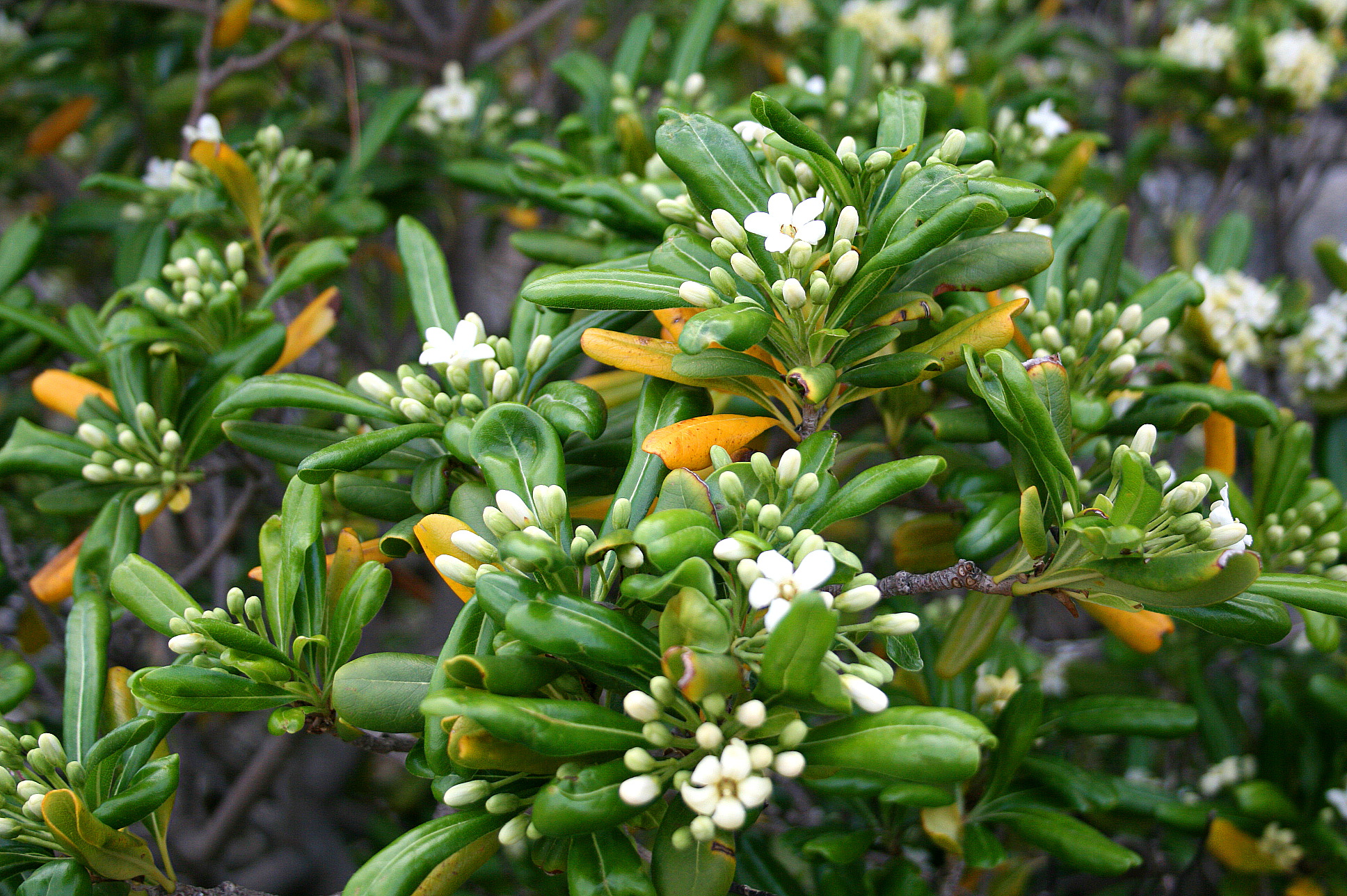 PITTOSPORUM TOBIRA