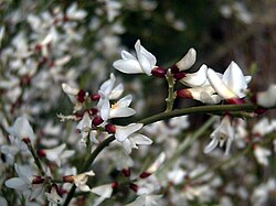 RETAMA MONOSPERMA
