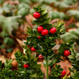 RUSCUS ACULEATUS