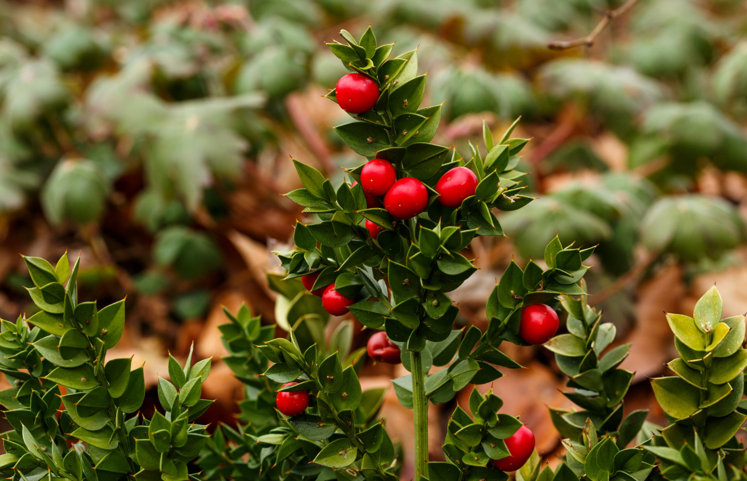 RUSCUS ACULEATUS