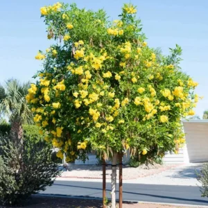 TECOMA STANS