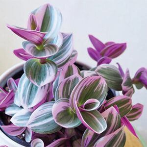 TRADESCANTIA