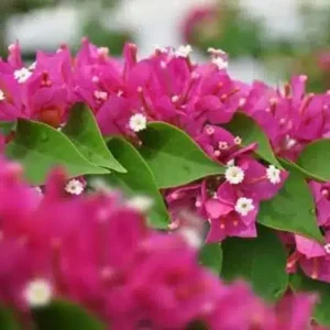 BOUGAINVILLEA JENNAH