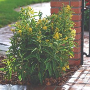 CESTRUM NOCTURNUM